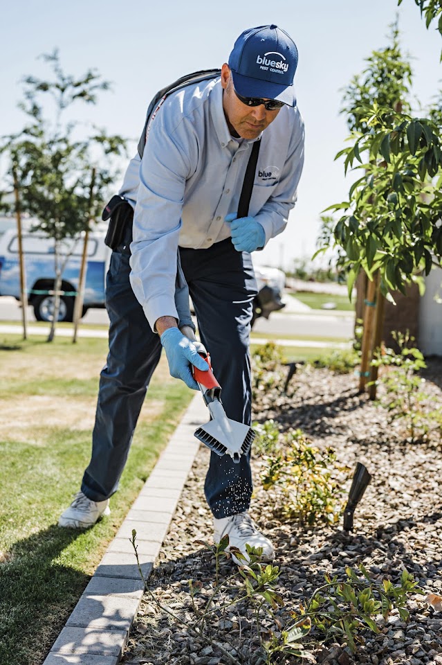 Blue Sky Pest Control project